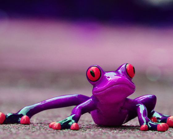 Красивый лягушонок / © pixabay.com