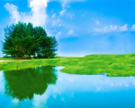 Красота природы в одном фото: деревья и вода